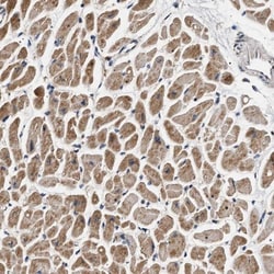 DCBLD2/ESDN Antibody, Novus Biologicals:Antibodies:Primary Antibodies